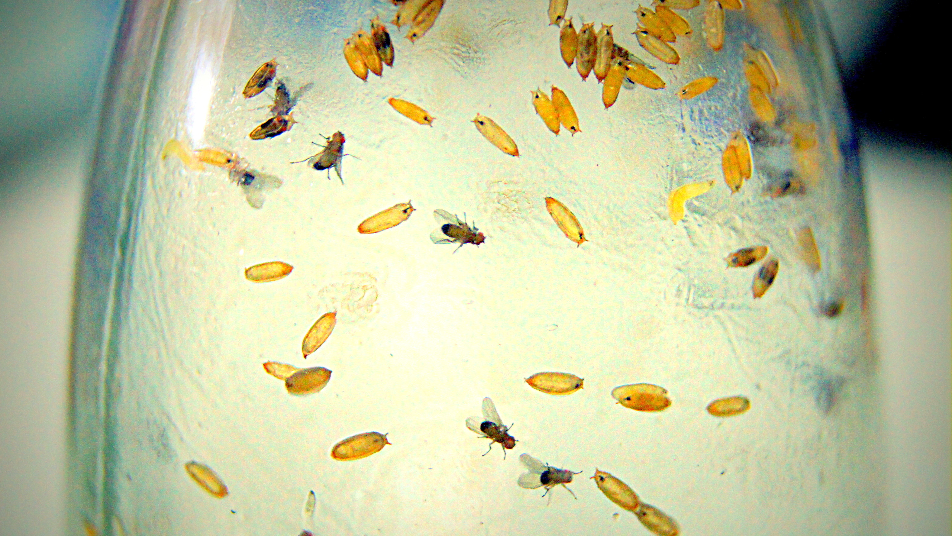 Immunity for Free? Scientists find fruit flies develop immunity without a trade-off